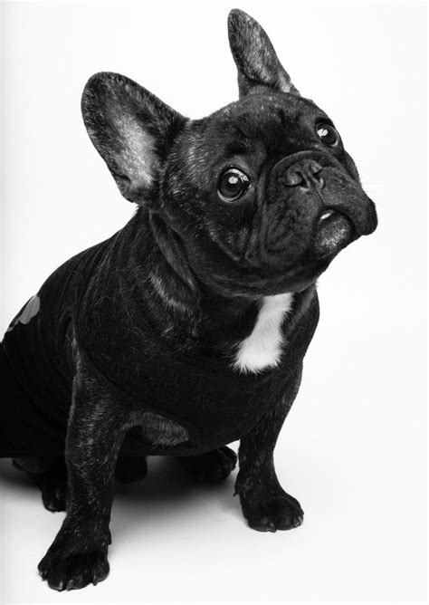 Frenchi Love! | French bulldog, Bulldog, Frenchie