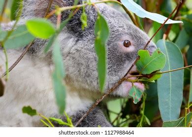 Australian Koala Bear Eating Eucalyptus Leaves Stock Photo 1127988464 ...