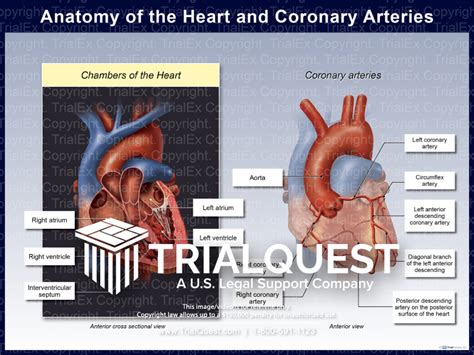 Coronary Arteries Anatomy