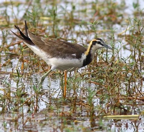 Details Pheasant Tailed Jacana Birdguides