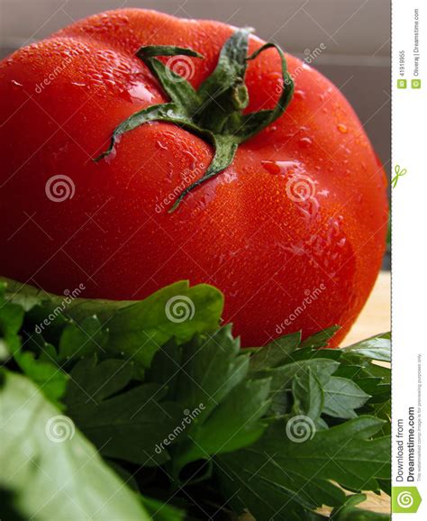 Tomato And Parsley Stock Image Image Of Vegetable 41919955