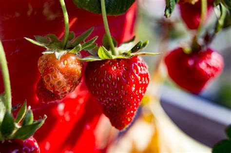 Fotos Gratis Planta Fruta Baya Flor Verano Comida Rojo Produce