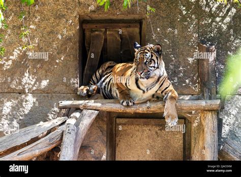 Panthera tigris sumatrae - Sumatran tiger in its habitat in the park ...