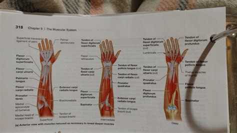 Muscles That Move The Hand Flashcards Quizlet