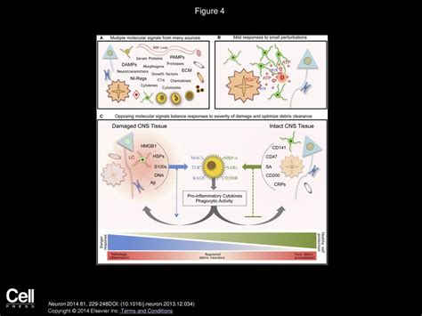 Joshua E. Burda, Michael V. Sofroniew Neuron - ppt download