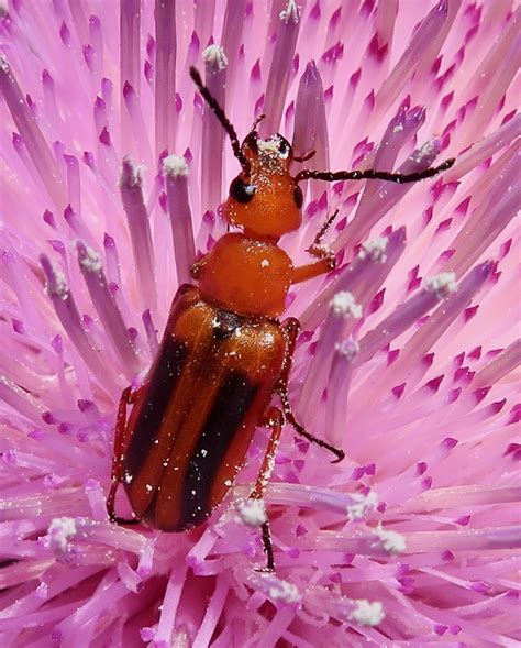 Blister Beetle Nemognatha Nitidula Montosa Canyon Km Flickr