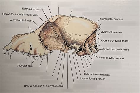 Lateral View Of Skull With Foramina Diagram Quizlet