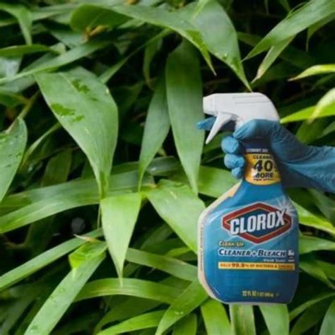 Will Diluted Bleach Kill Plants Exploring Its Effects On Plant Life