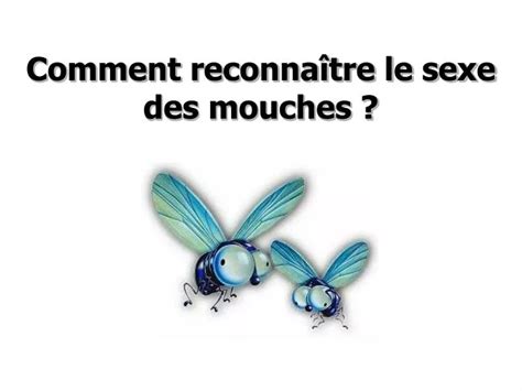 Ppt Comment Reconna Tre Le Sexe Des Mouches Powerpoint Presentation