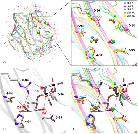 Scheme Of Gal 3 Most Important Cellular Functions In Tumoral