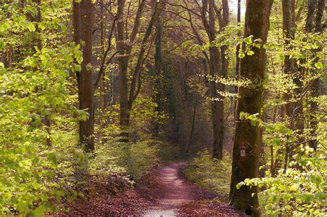 Floresta Natureza Panorama Foto Gratuita No Pixabay Pixabay