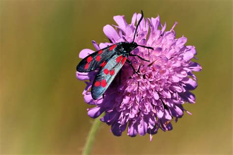 Zygaena Filipendulae Zyg Ne De La Filipendule Serge Ricart Flickr