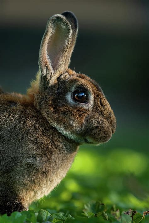 A Brown Cute Dwarf Rabbit Resting In The Grass Photograph By Stefan