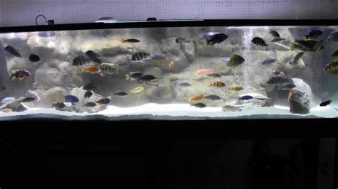 Cichlid Aquarium Led Lighting