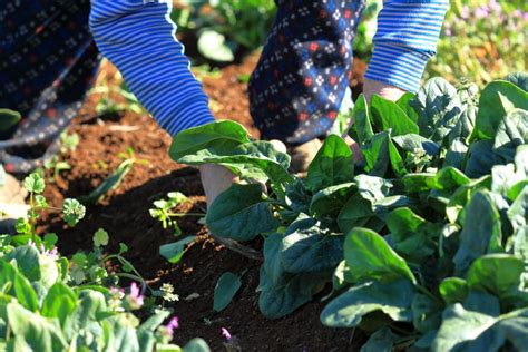 Spinach Plant Spacing » Top Tips for Best Growth