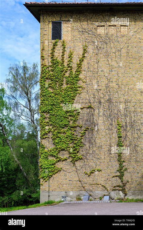 Planta Trepadora Verde En La Pared Fotograf As E Im Genes De Alta