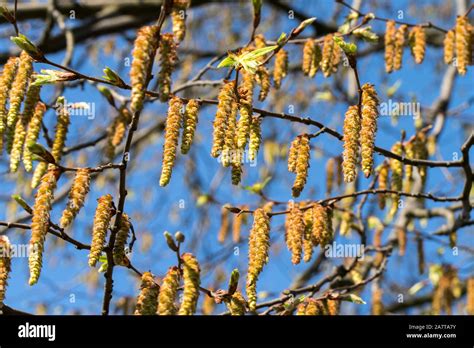 Leaves of alder tree hi-res stock photography and images - Alamy