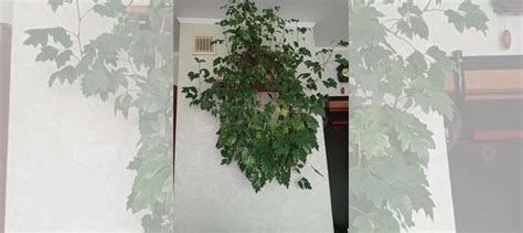 Циссус домашний подвесной купить в Москве | Товары для дома и дачи | Авито