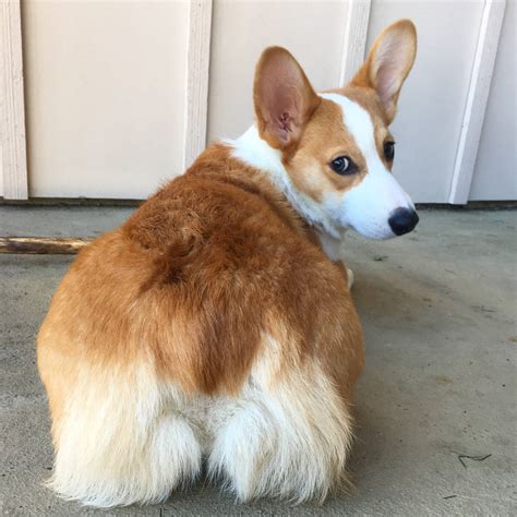 458 best Corgi Butt images on Pholder | Corgi, Corgibutts and Aww