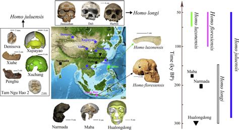 Nova Esp Cie Humana Extinta H Mil Anos Descoberta