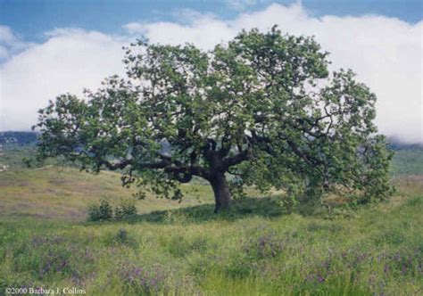 Quercus Lobata