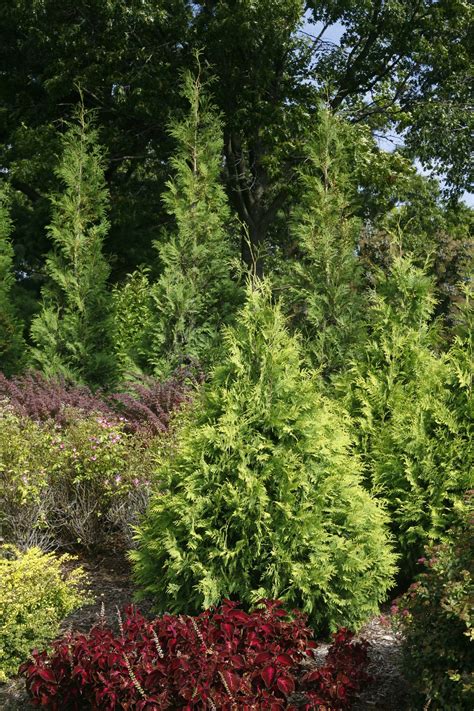 Polar Gold® Arborvitae Thuja Occidentalis Proven Winners