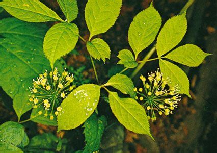 Apiales | Herbs, Shrubs & Trees | Britannica