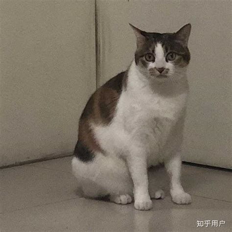 我养了一只猫，它很不乖，很凶，我能放弃它吗？ 知乎