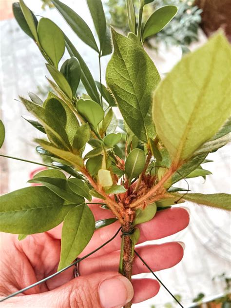 Diy Foraged Greenery Wreath In 5 Easy Steps My Mayberry Lane