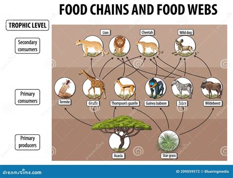 Educatieve Poster Van De Biologie Voor Voedselketens En Diagram Van