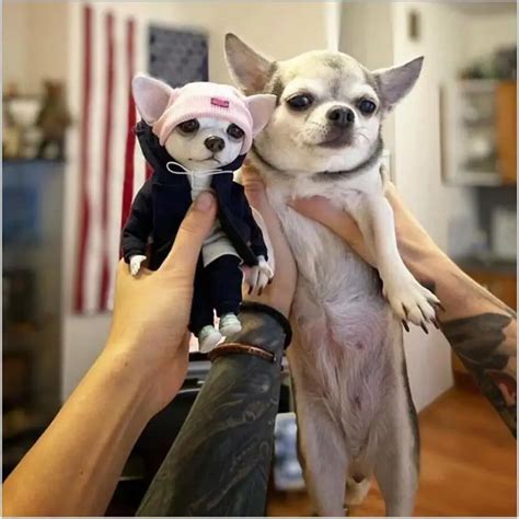 Chihuahua Doll Perfect Toy For All Ages Gift Holy