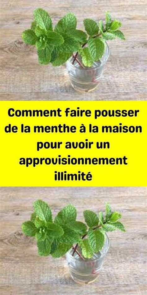 Comment faire pousser de la menthe à la maison pour avoir un