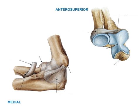 Elbow Joint Complex Diagram Quizlet