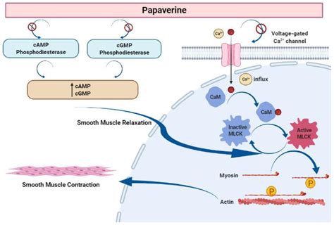 Papaverine And Its Mechanism Of Action Encyclopedia Mdpi