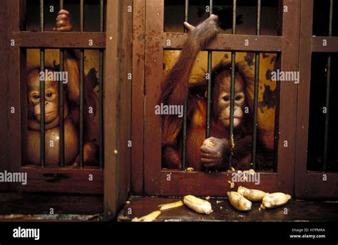 Orangutan (Pongo pygmaeus) baby in rehabilitation center, Borneo Stock ... 