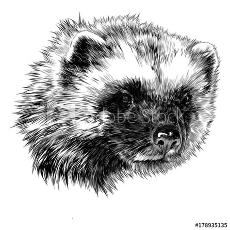 Wolverine Animal Sketch at PaintingValley.com | Explore collection of ...