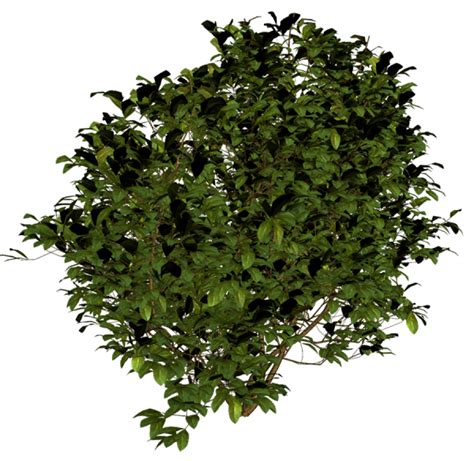 Bush Png Image Purepng Free Transparent Cc0 Png Image Library