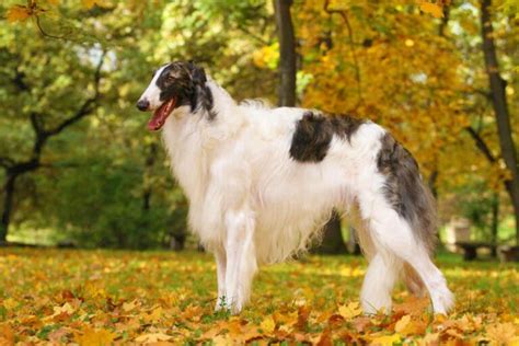 Borzoi Hypoallergenic Shedding Grooming