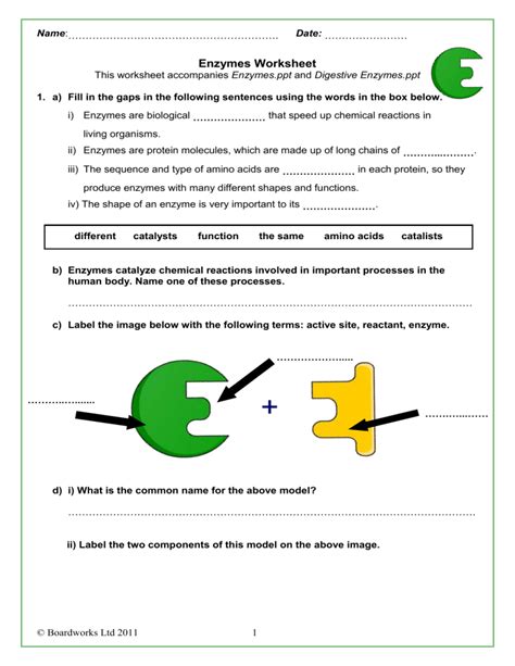 How Enzymes Work Worksheets