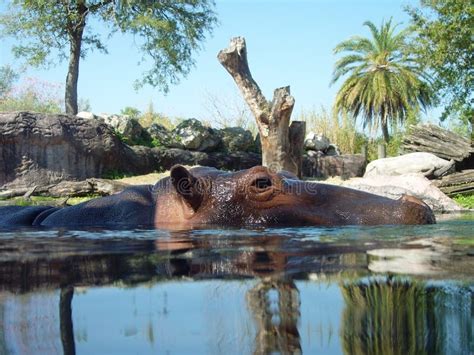 Hippo Swimming 2 stock image. Image of swim, animal, water - 971383