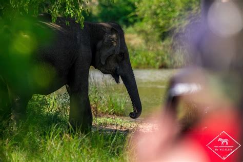 Faut Il Faire Un Safari Dans Le Parc National De Yala