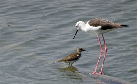 Common Sandpiper Facts: Identification, Diet, Migration Info etc ...