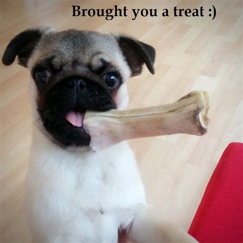 15 Best Pug Memes to Set the Mood - The Dogman