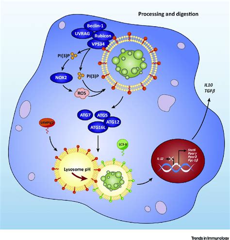 Efferocytosis Utilizes Lc Associated Phagocytosis On Engulfment Of