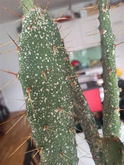 identification - What are these white spots on my cactus? Note: they ...