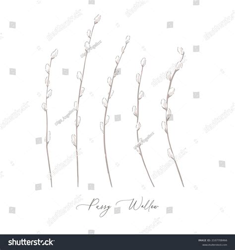 Pussy Willow Spring Branch Botanical Hand Stock Vector Royalty Free