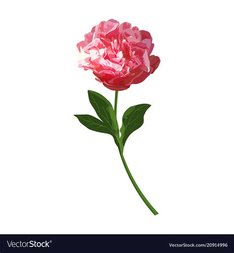 Red Peony Flower Isolated Herbaceous Royalty Free Vector