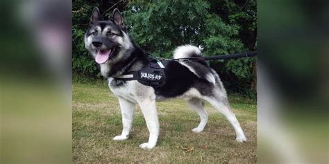 12 Important Things You Need To Know About Akita Huskies