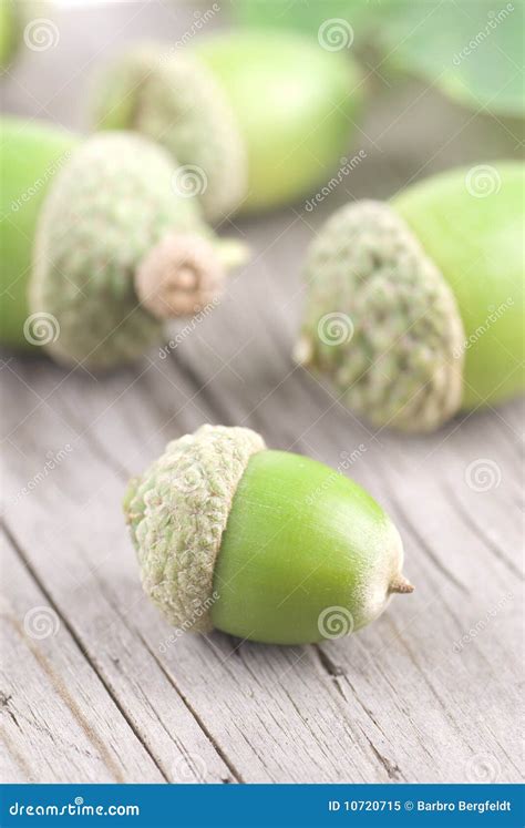 Acorns Royalty Free Stock Photography 10720715