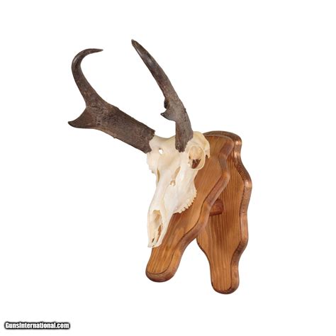 European Pronghorn Skull Mount